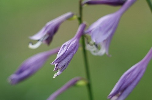 _S6A7694.JPG